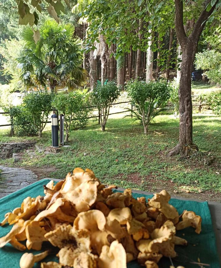 Il Bosco Di Campo Marzano Studios Borzonasca Bagian luar foto